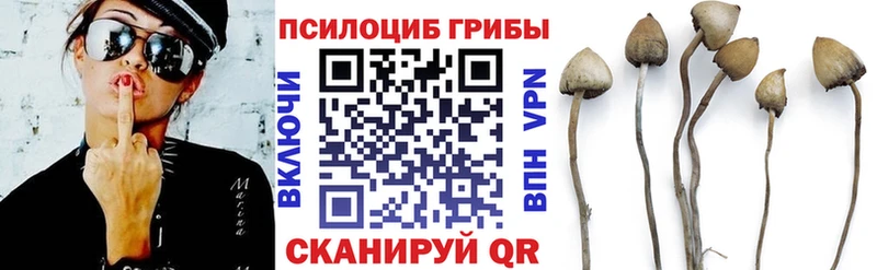 Купить закладки  Чекалин  Псилоцибиновые грибы Psilocybe 